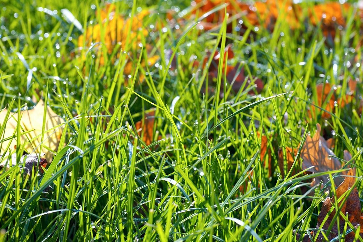 Klippe plen høst Klippe gress høst